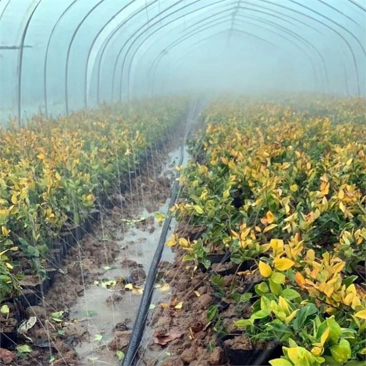 Sprinkler Hose With Holes